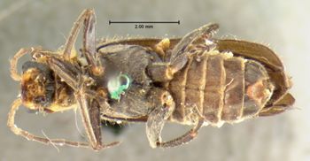Media type: image;   Entomology 3416 Aspect: habitus ventral view
